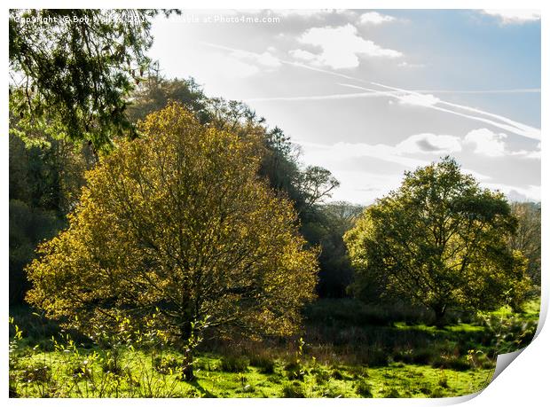 Respryn woodland clearing in the low sunlight Print by Bob Walker