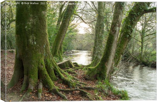 Moss on the Woods by the River Fowey Canvas Print by Bob Walker