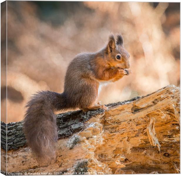 Juvenile Red Squirrel Canvas Print by AMANDA AINSLEY