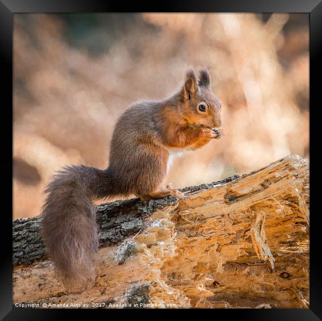 Juvenile Red Squirrel Framed Print by AMANDA AINSLEY