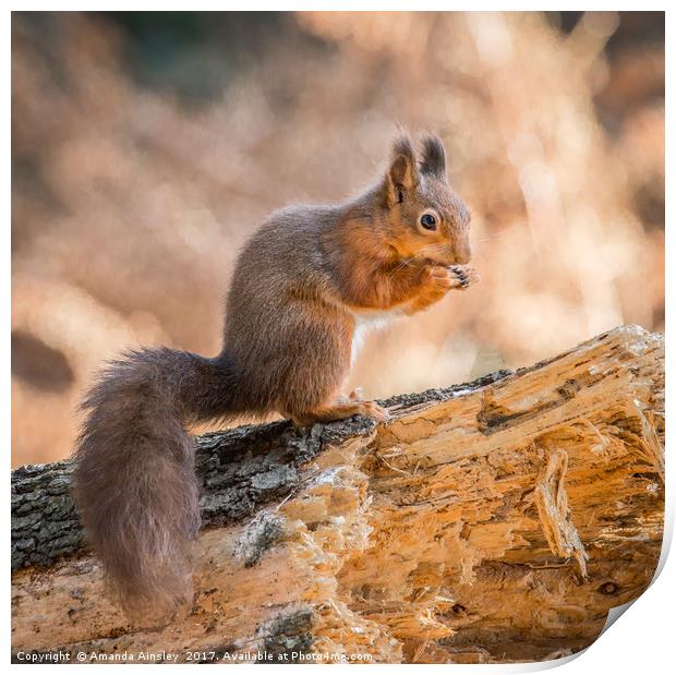 Juvenile Red Squirrel Print by AMANDA AINSLEY