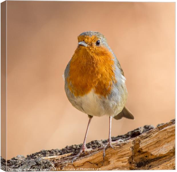 Robin in Northumberland Canvas Print by AMANDA AINSLEY