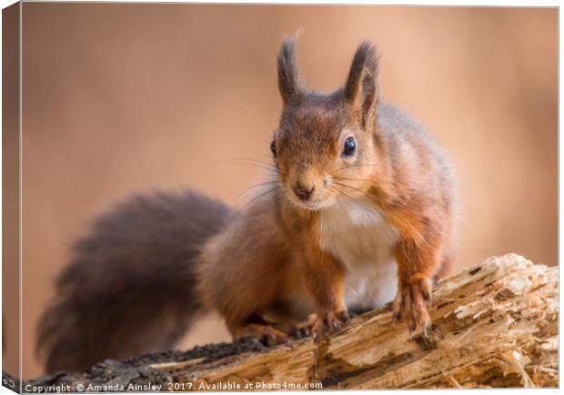 Red Squirrel in Northumberland Canvas Print by AMANDA AINSLEY