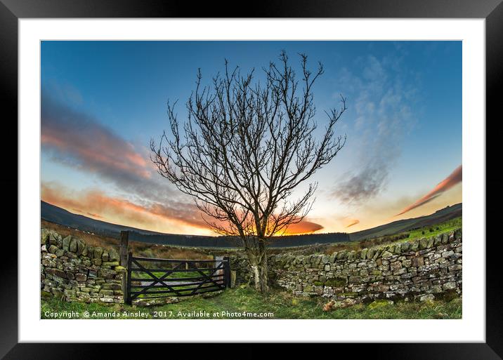 Sunset at The Curvy Tree  Framed Mounted Print by AMANDA AINSLEY