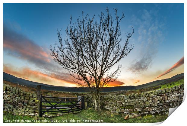 Sunset at The Curvy Tree  Print by AMANDA AINSLEY