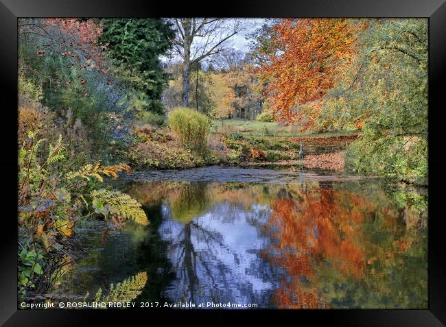 "Autumn reflections at Thorp Perrow lake" Framed Print by ROS RIDLEY
