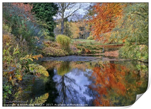 "Autumn reflections at Thorp Perrow lake" Print by ROS RIDLEY