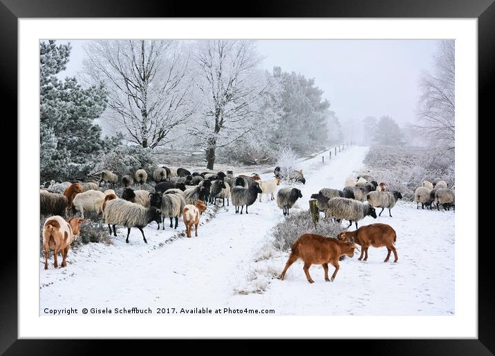 Moorland Sheep on a Frosty Winter Day Framed Mounted Print by Gisela Scheffbuch