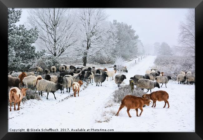 Moorland Sheep on a Frosty Winter Day Framed Print by Gisela Scheffbuch