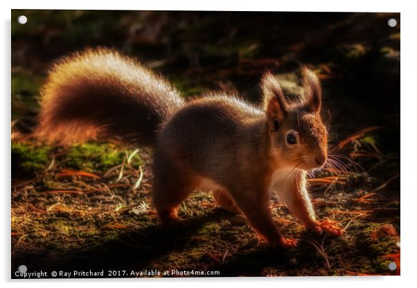 Red Squirrel or Squizz  Acrylic by Ray Pritchard