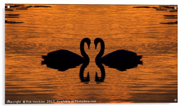 Swan Love  Acrylic by Rob Hawkins