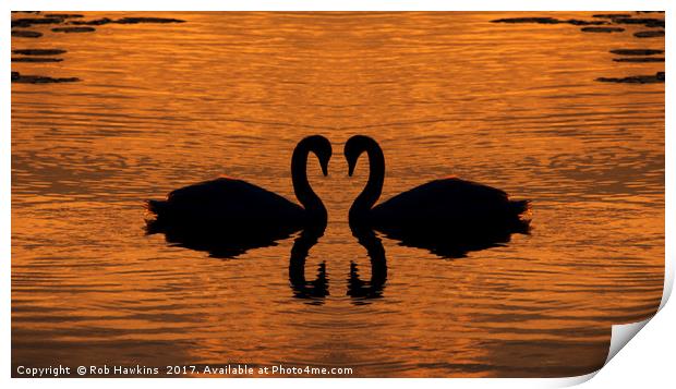Swan Love  Print by Rob Hawkins