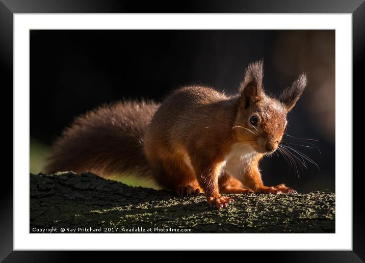 Red Squirrel at Derwent Reservoir  Framed Mounted Print by Ray Pritchard