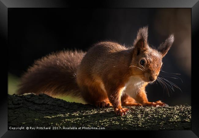 Red Squirrel at Derwent Reservoir  Framed Print by Ray Pritchard