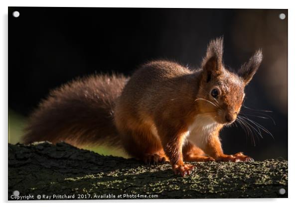 Red Squirrel at Derwent Reservoir  Acrylic by Ray Pritchard