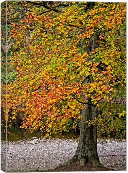 Autumn Beech Tree Canvas Print by Martyn Arnold
