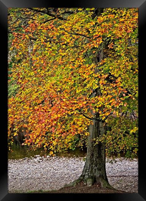 Autumn Beech Tree Framed Print by Martyn Arnold