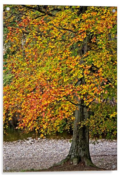 Autumn Beech Tree Acrylic by Martyn Arnold