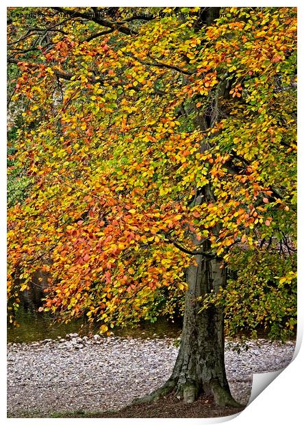 Autumn Beech Tree Print by Martyn Arnold