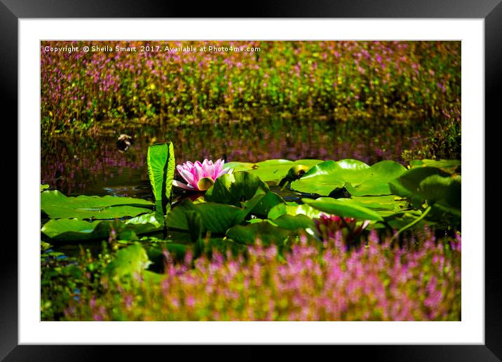 Pink water lily Framed Mounted Print by Sheila Smart