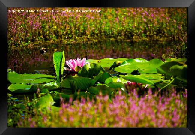 Pink water lily Framed Print by Sheila Smart