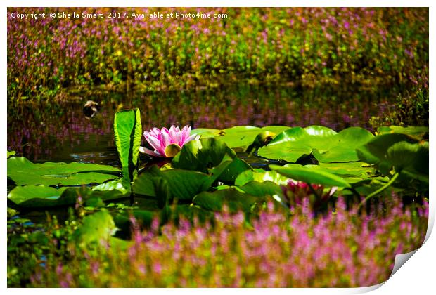 Pink water lily Print by Sheila Smart