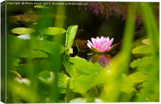 Lone pink water lily Canvas Print by Sheila Smart