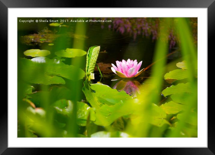 Lone pink water lily Framed Mounted Print by Sheila Smart