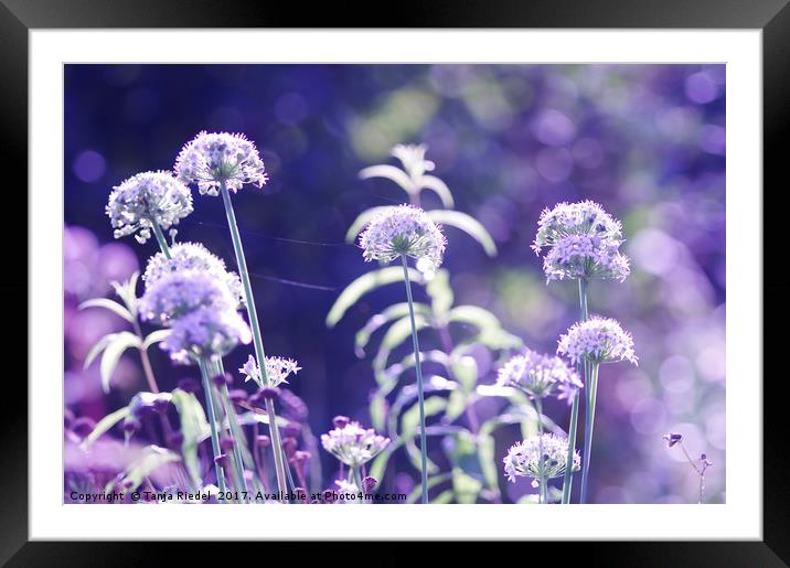 Flowers romance Framed Mounted Print by Tanja Riedel