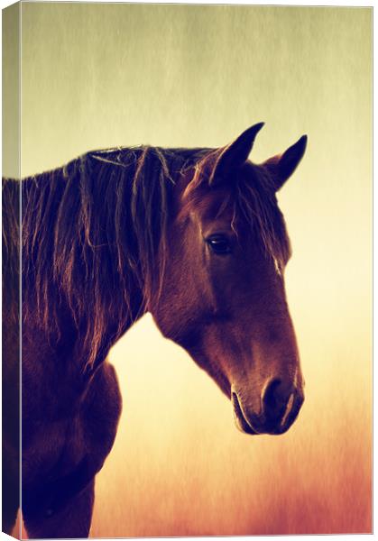 Horses romance Canvas Print by Tanja Riedel