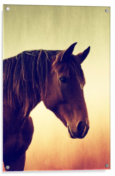 Horses romance Acrylic by Tanja Riedel