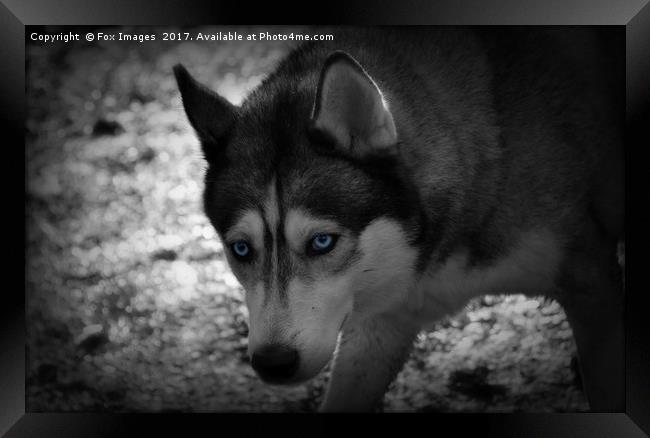 Siberian Husky Framed Print by Derrick Fox Lomax