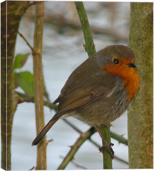 Robin Red Breast.Wales. Canvas Print by paulette hurley