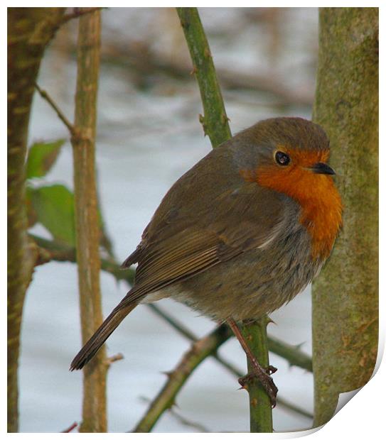 Robin Red Breast.Wales. Print by paulette hurley
