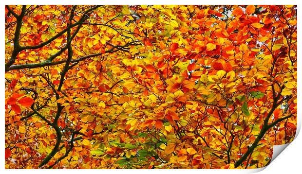 Beech Tree     Print by Victor Burnside