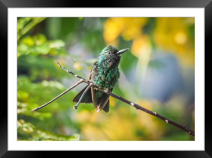 Emerald  Humming bird     Curacao Views Framed Mounted Print by Gail Johnson