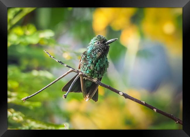 Emerald  Humming bird     Curacao Views Framed Print by Gail Johnson