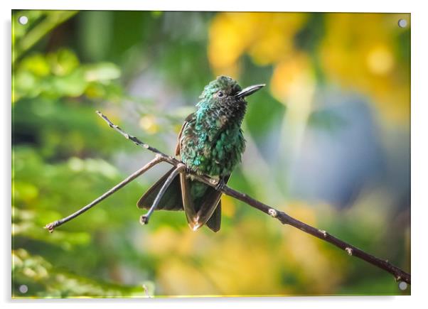 Emerald  Humming bird     Curacao Views Acrylic by Gail Johnson