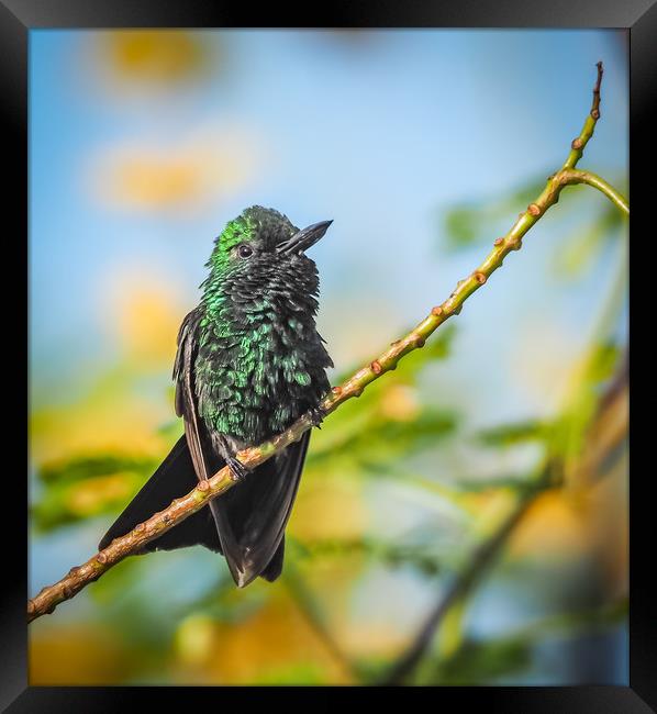 Emerald  Humming bird     Curacao Views Framed Print by Gail Johnson