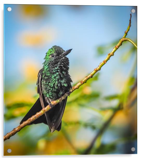 Emerald  Humming bird     Curacao Views Acrylic by Gail Johnson