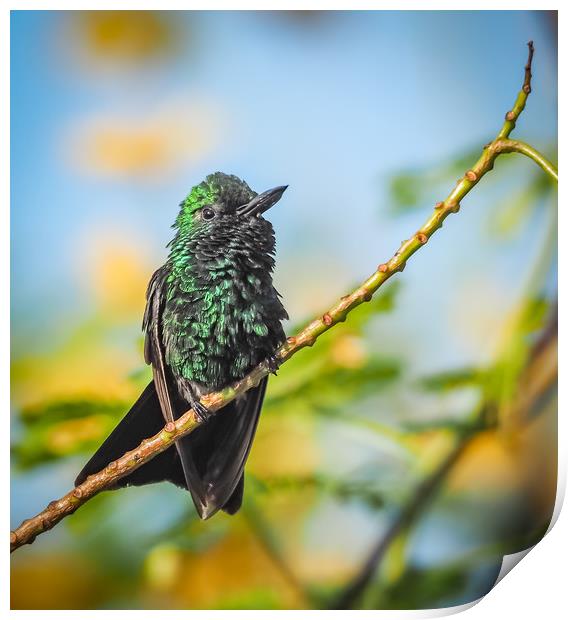 Emerald  Humming bird     Curacao Views Print by Gail Johnson