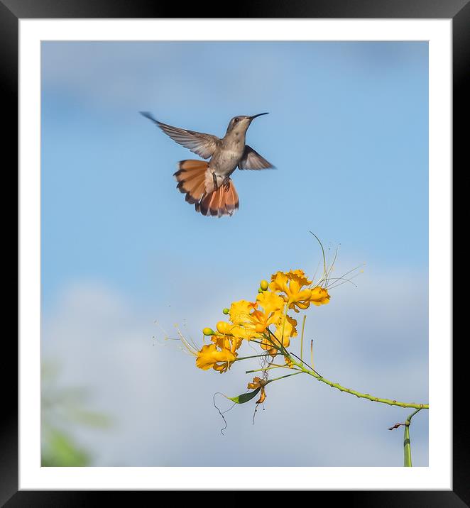  Humming bird     Curacao Views Framed Mounted Print by Gail Johnson