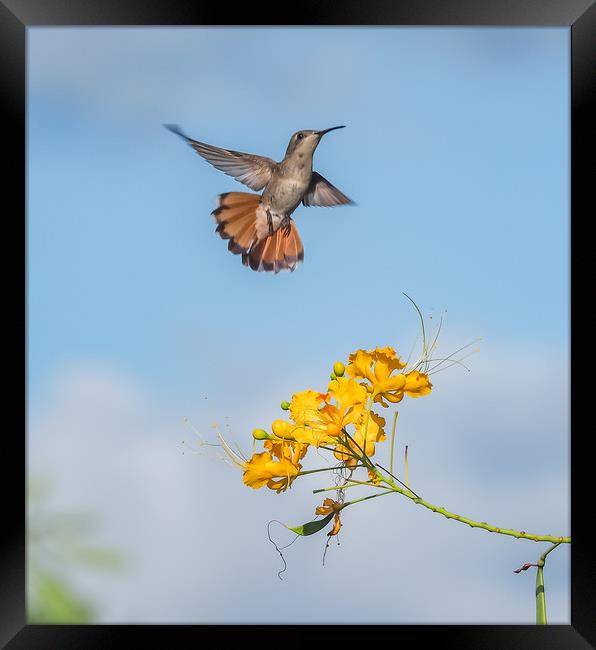  Humming bird     Curacao Views Framed Print by Gail Johnson