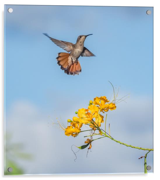  Humming bird     Curacao Views Acrylic by Gail Johnson