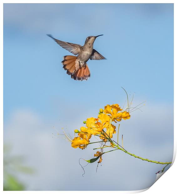  Humming bird     Curacao Views Print by Gail Johnson
