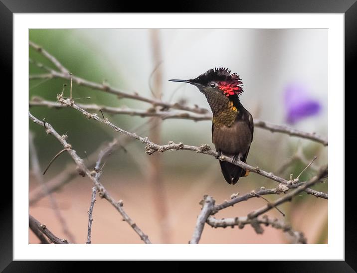  Humming bird     Curacao Views Framed Mounted Print by Gail Johnson
