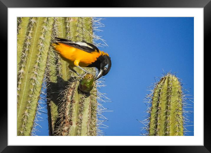 Trupial Bird on a cactus  Framed Mounted Print by Gail Johnson