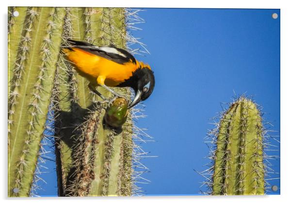 Trupial Bird on a cactus  Acrylic by Gail Johnson
