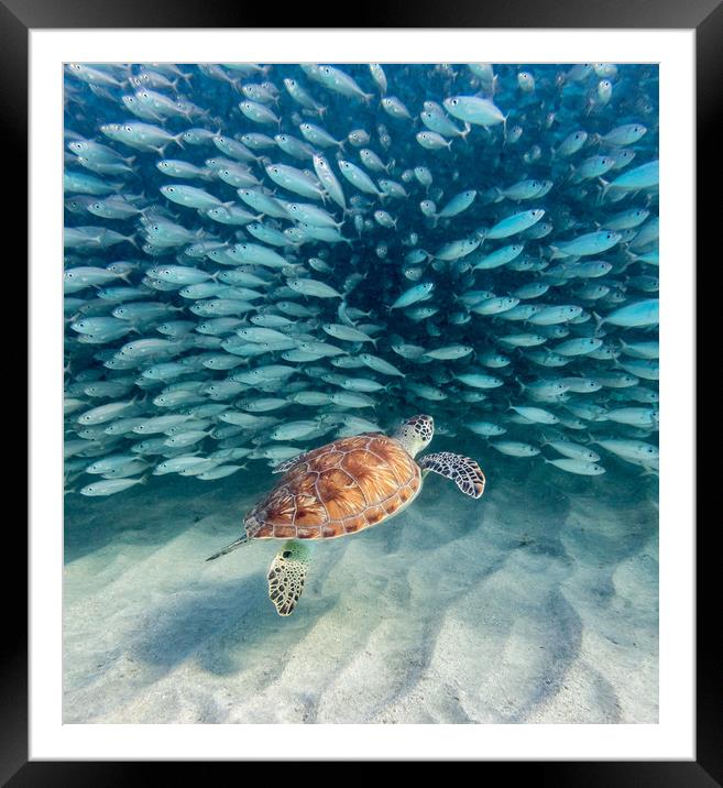 Snorkelling at Westpunt   Curacao Views Framed Mounted Print by Gail Johnson