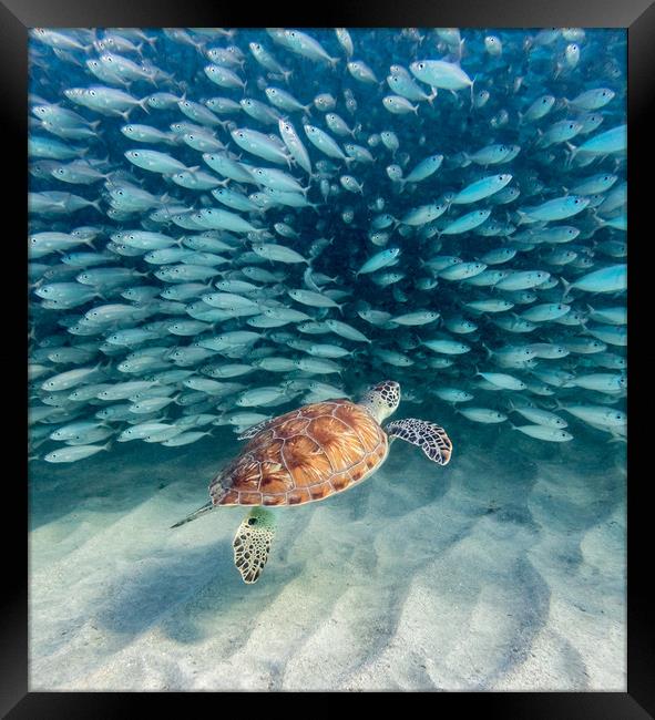 Snorkelling at Westpunt   Curacao Views Framed Print by Gail Johnson